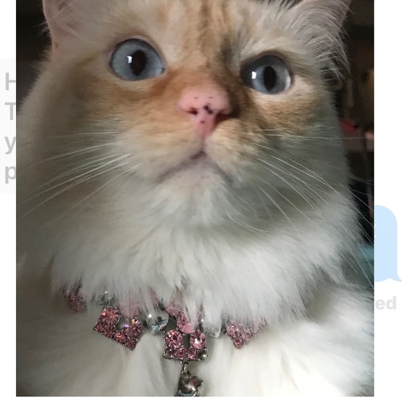 JUICY COUTURE DOGGY COUTURE DIAMOND NECKLACE NEW COLLAR RHINESTONE SWAROVSKI - Picture 6 of 16